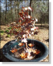 Copper tree with dripping leaves and waterlilies.