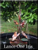 Small copper iris fountain in sugar kettle