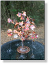 Maple tree with water pouring from lower leaves