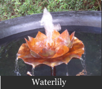 Waterlily