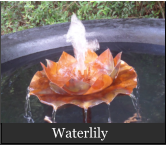 Waterlily