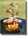 Small copper camelia fountain